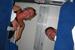 29.07-02.08.2004_Obersasbach_020.jpg (28467 Bytes)
